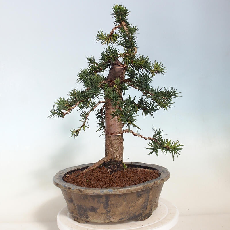 Venkovní bonsai - Taxus cuspidata  - Tis japonský