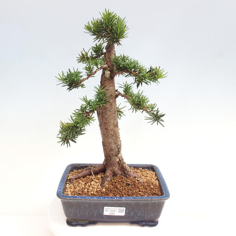 Venkovní bonsai - Taxus cuspidata  - Tis japonský