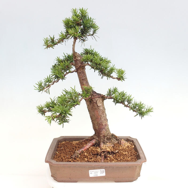 Venkovní bonsai - Taxus cuspidata  - Tis japonský