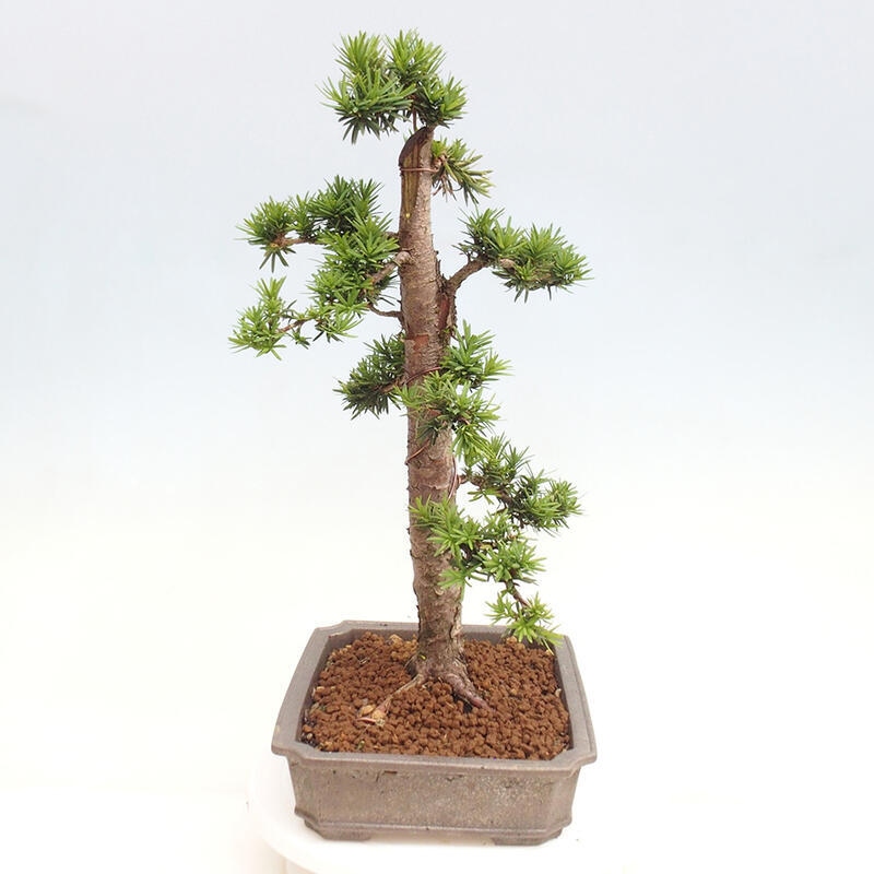 Venkovní bonsai - Taxus cuspidata  - Tis japonský