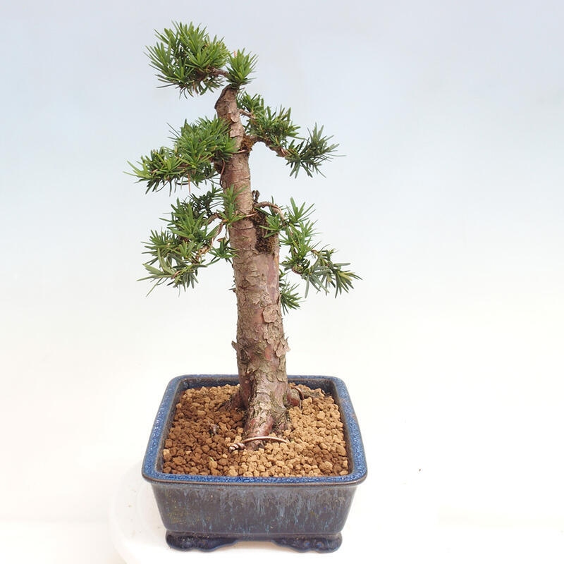Venkovní bonsai - Taxus cuspidata  - Tis japonský