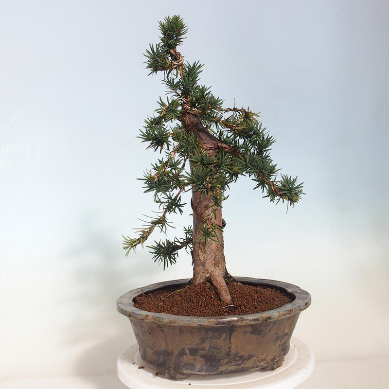 Venkovní bonsai - Taxus cuspidata  - Tis japonský