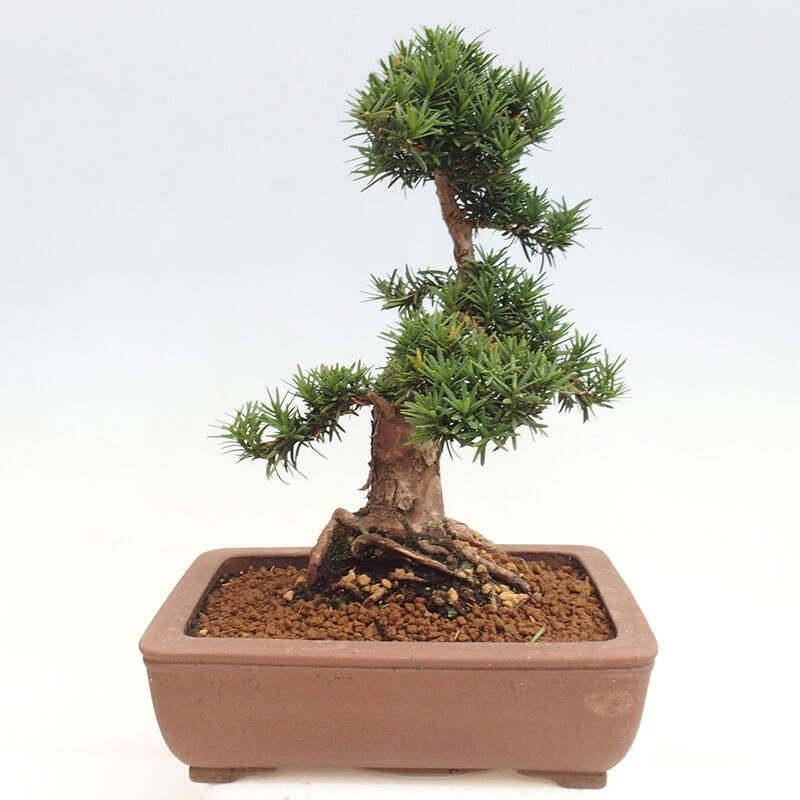 Venkovní bonsai - Taxus cuspidata  - Tis japonský