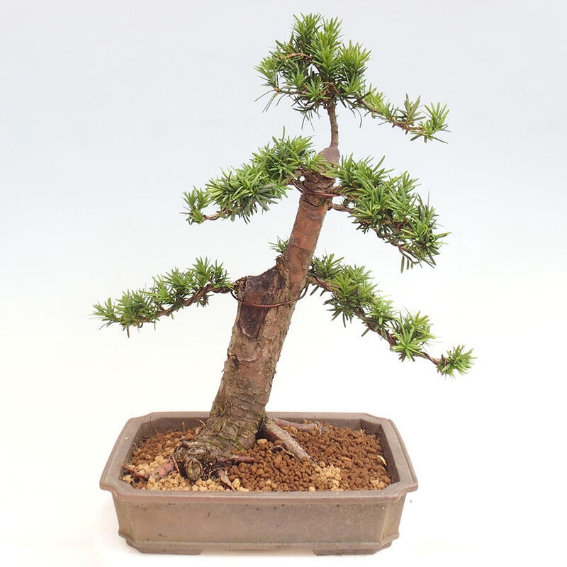 Venkovní bonsai - Taxus cuspidata  - Tis japonský