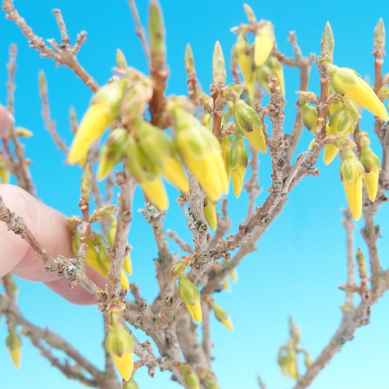 Venkovní bonsai - Zlatice - Forsythia intermedia 