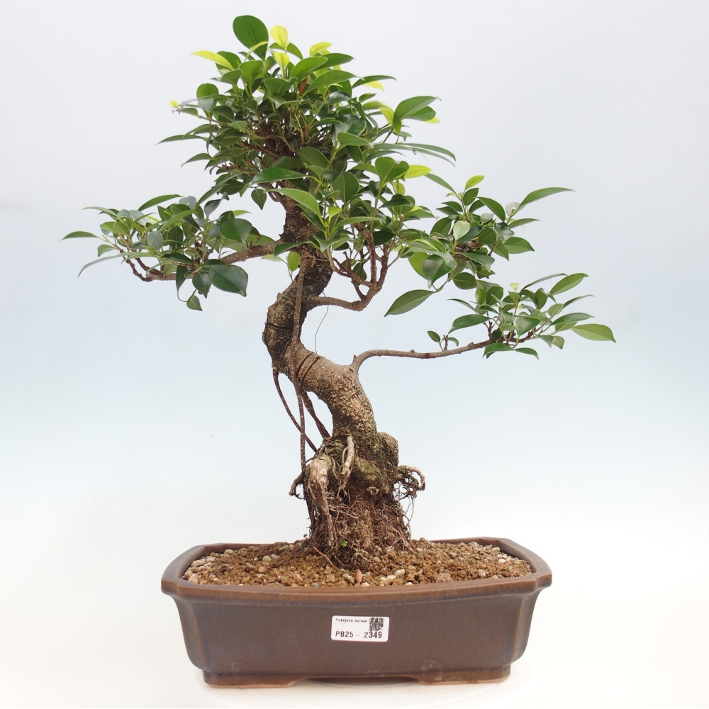 Pokojová bonsai - Ficus kimmen -  malolistý fíkus