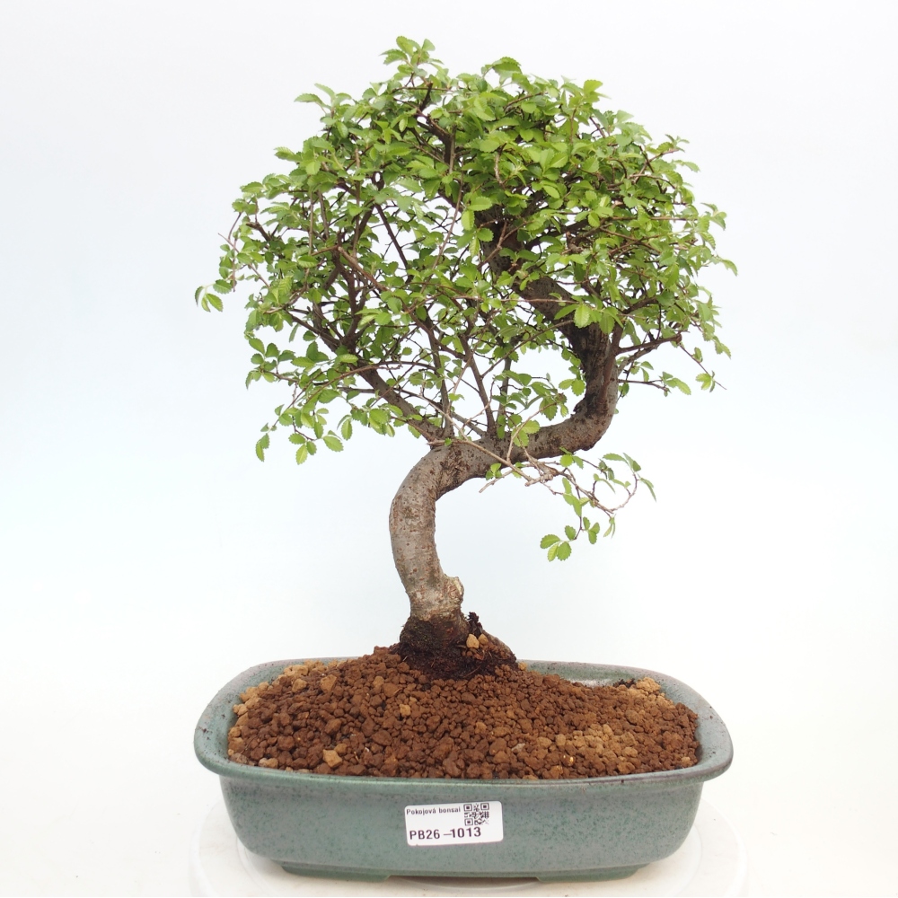 Pokojová bonsai - Ulmus parvifolia - Malolistý jilm