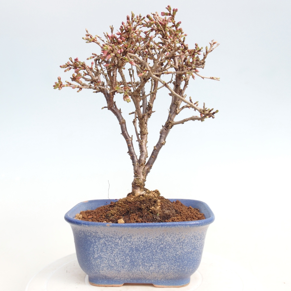 Venkovní bonsai - Prunus incisa Kojou-no mai-Slivoň vyříznutá