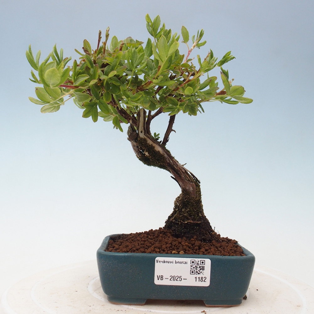 Venkovní bonsai-Mochna křovitá - potentila fruticosa yellow Bird