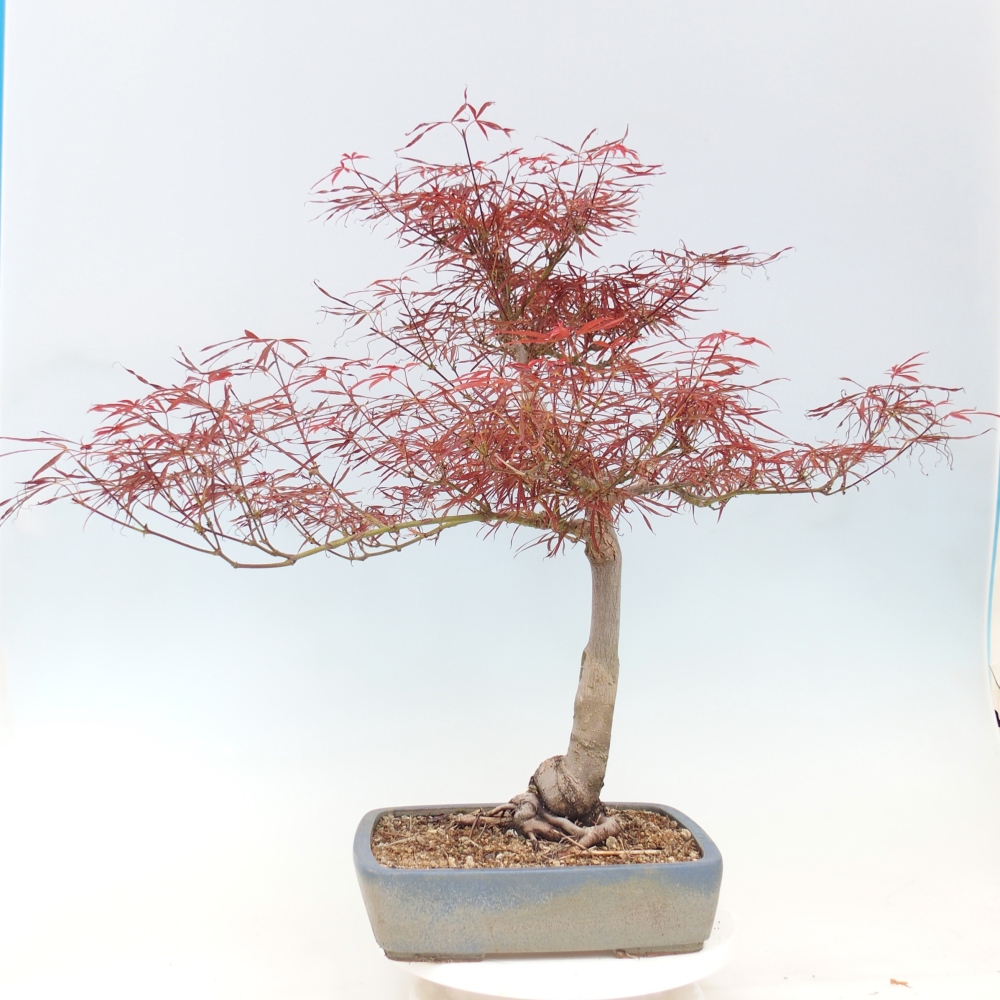 Venkovní bonsai - Javor dlanitolistý - Acer palmatum RED PYGMY