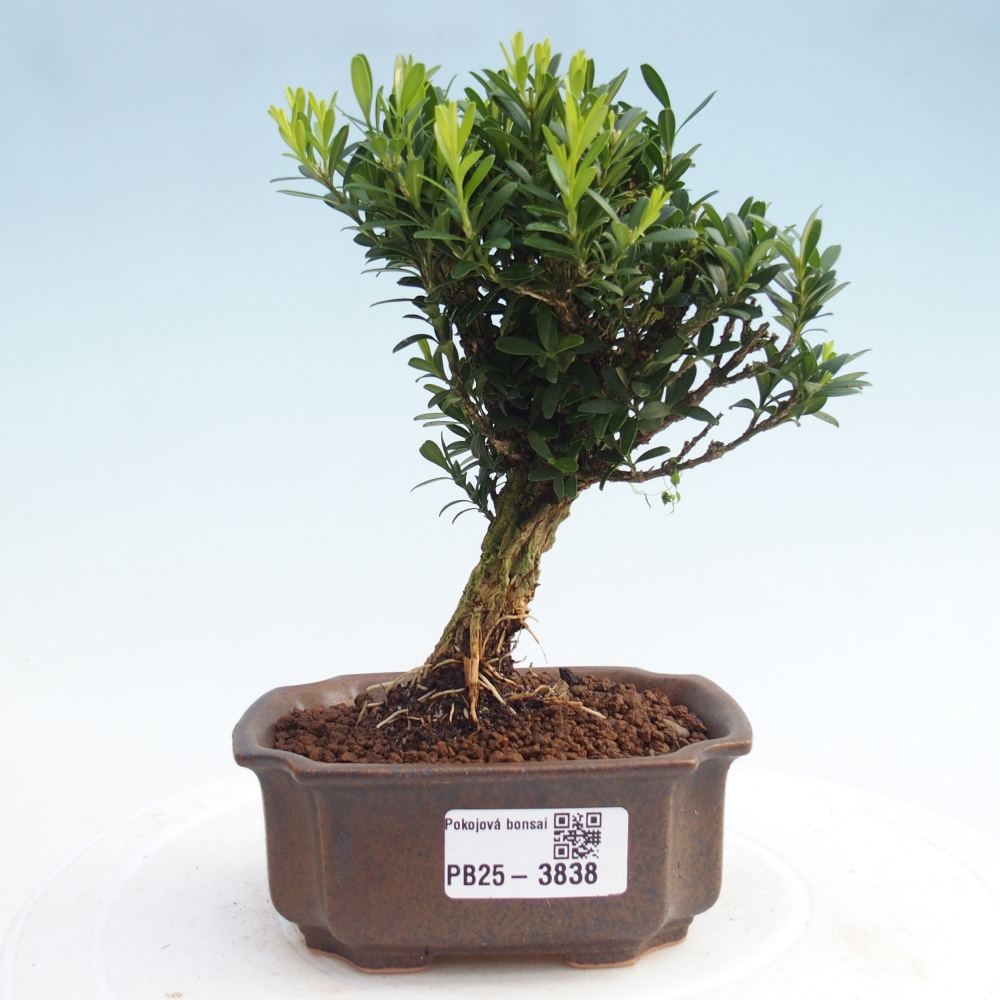 Pokojová bonsai - Buxus harlandii -korkový buxus