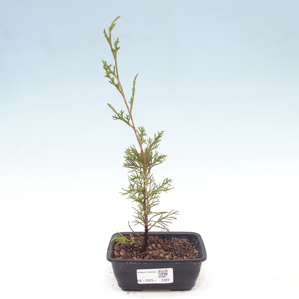 Venkovní bonsai - Juniperus chinensis Itoigawa -Jalovec čínský