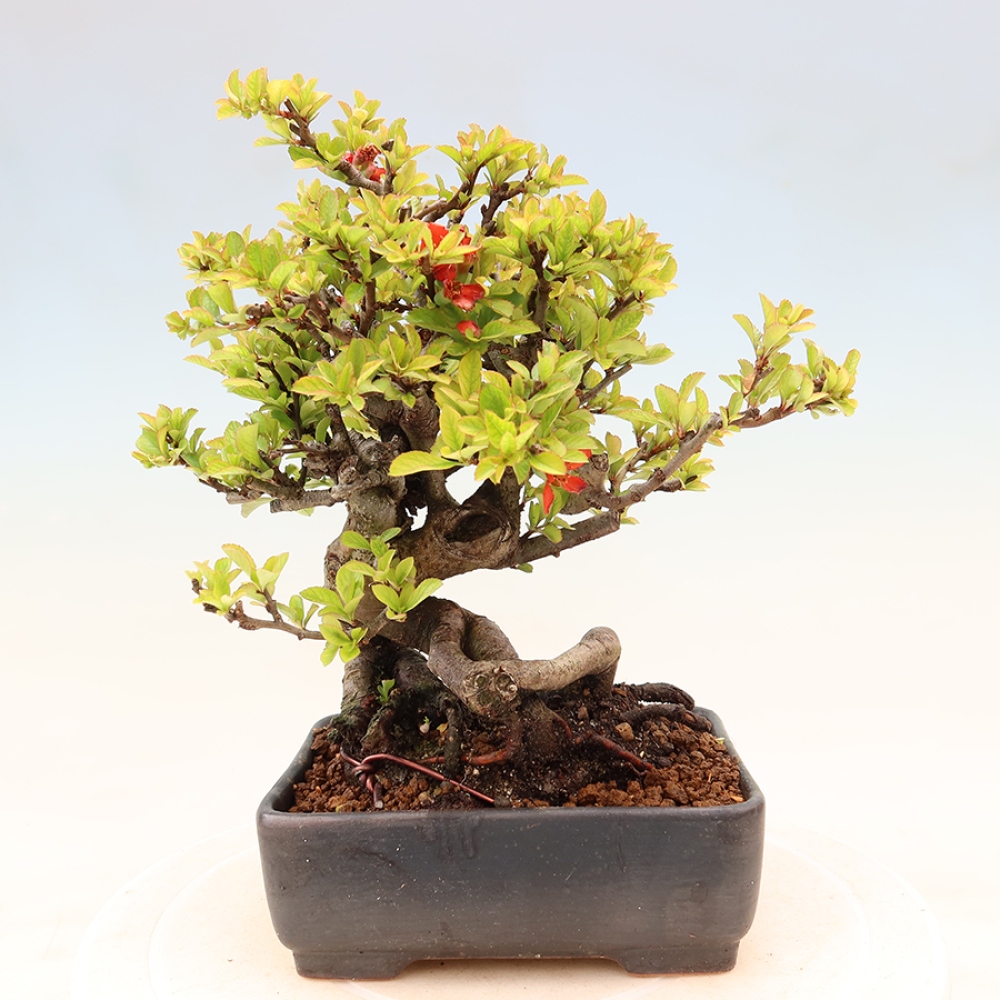Venkovní  bonsai -  Chaneomeles speciosa Chojubai - Kdoulovec ozdobný