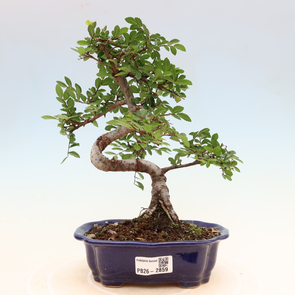 Pokojová bonsai - Ulmus parvifolia - Malolistý jilm