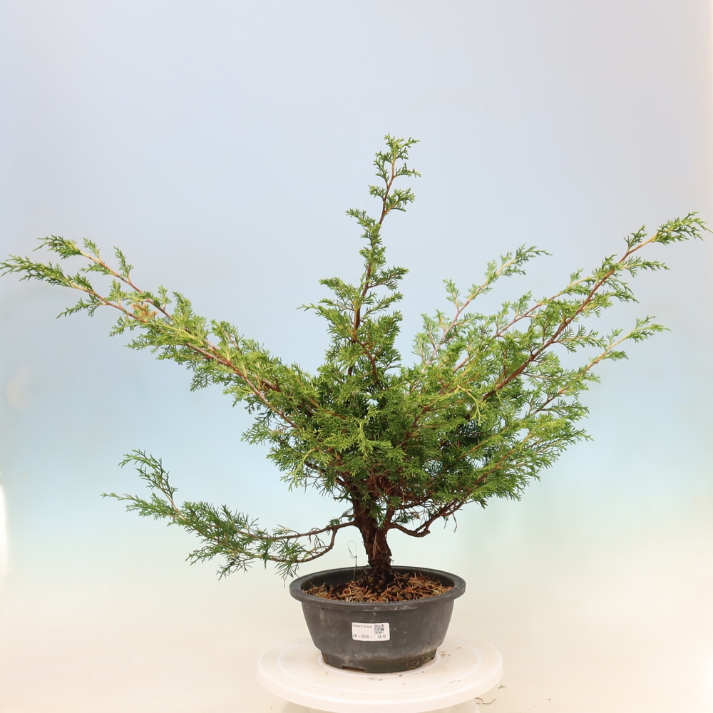 Venkovní bonsai - Juniperus chinensis Itoigawa -Jalovec čínský