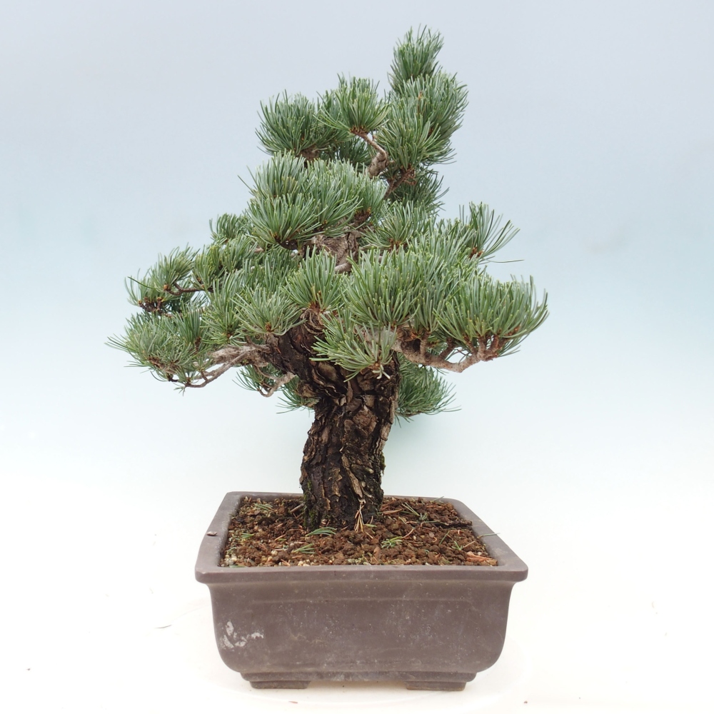 Venkovní bonsai - Pinus parviflora - Borovice drobnokvětá