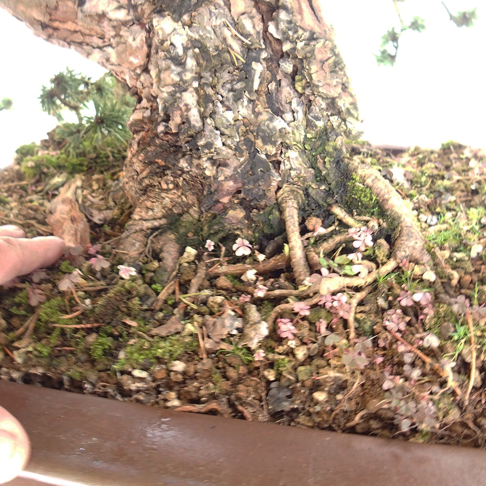 Yamadori - Pinus sylvestris Španělsko