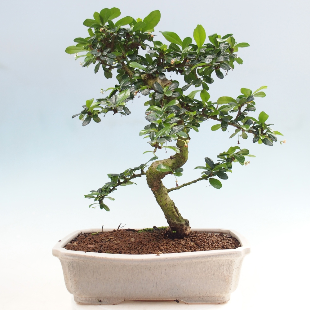 Pokojová bonsai - Carmona macrophylla - Čaj fuki
