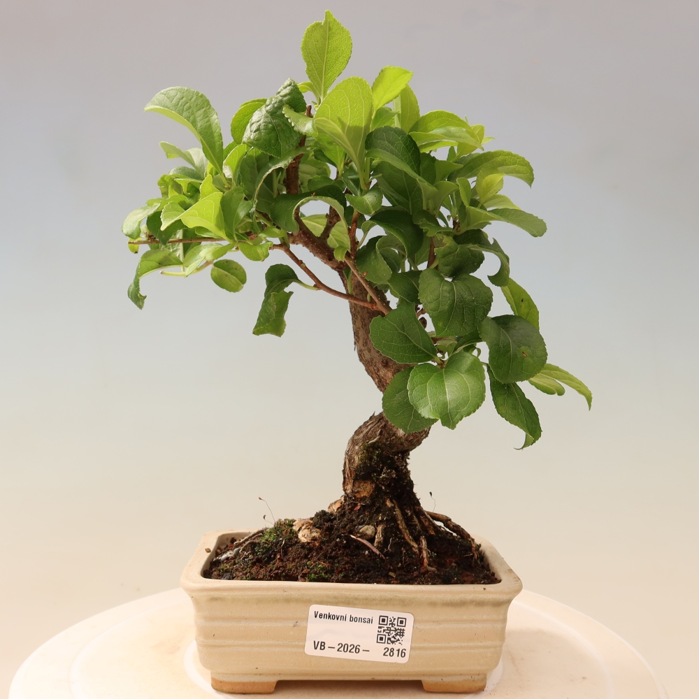 Venkovní bonsai - Celastrus  orbiculatus - Jesenec okrouhlolistý