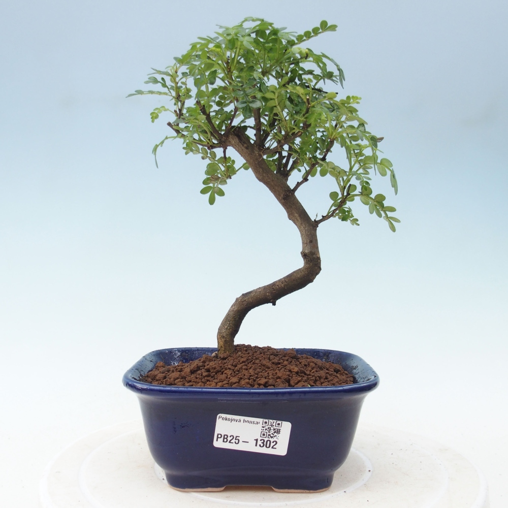 Pokojová bonsai - Zantoxylum piperitum - pepřovník