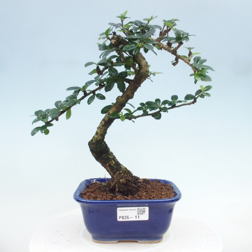 Pokojová bonsai - Carmona macrophylla - Čaj fuki