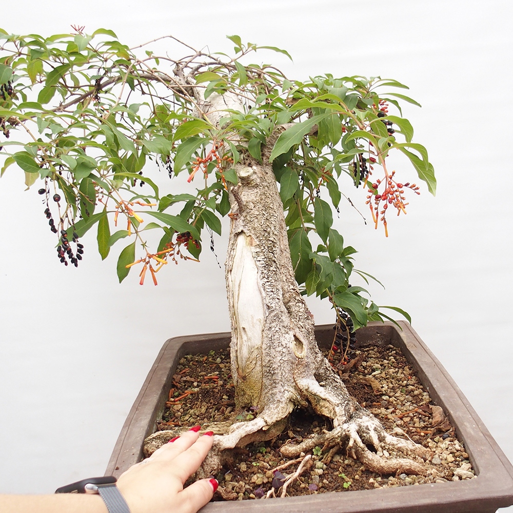 Pokojová bonsai - Hamelia patent