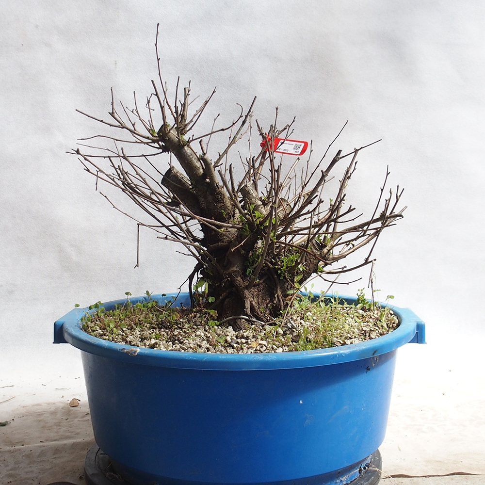 Venkovní bonsai -Mahalebka - Prunus mahaleb