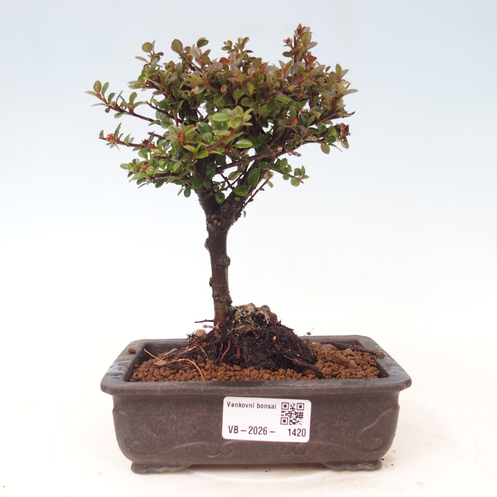 Venkovní bonsai - Cotoneaster horizontalis - Skalník