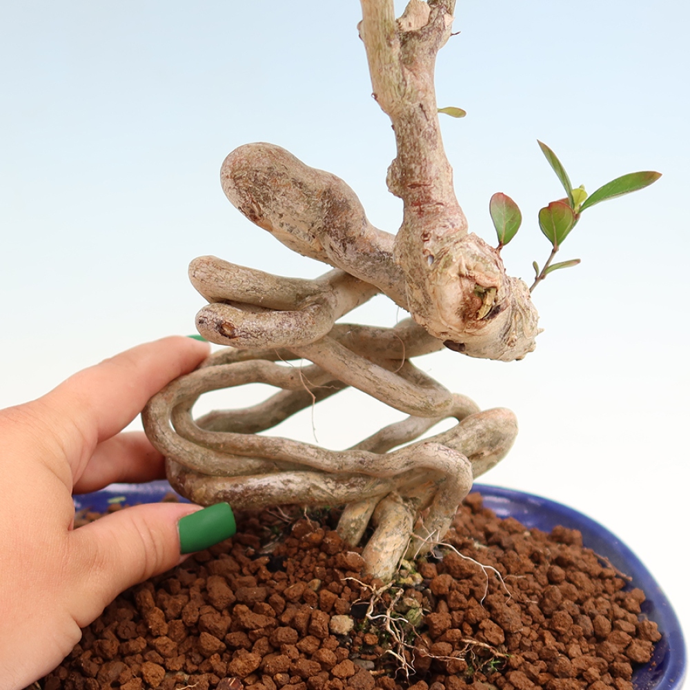 Pokojová bonsai - Lagerstroemia indica - indický šeřík