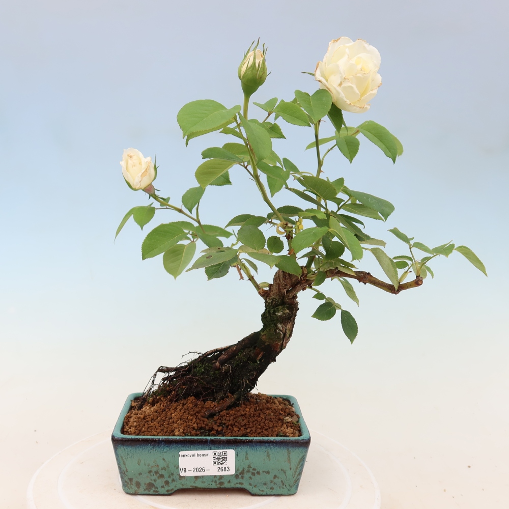 Venkovní bonsai - Rosa Kordes -  růže
