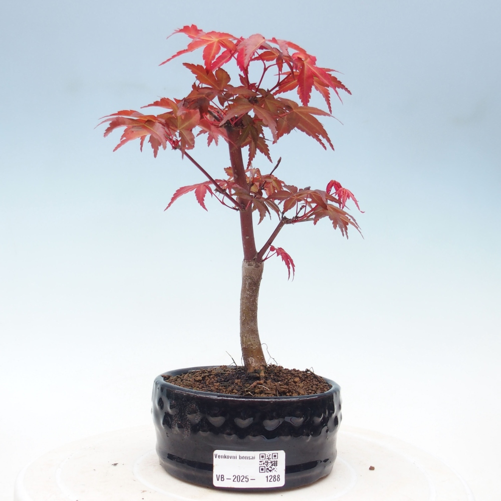 Venkovní bonsai - Javor dlanitolistý - Acer palmatum DESHOJO
