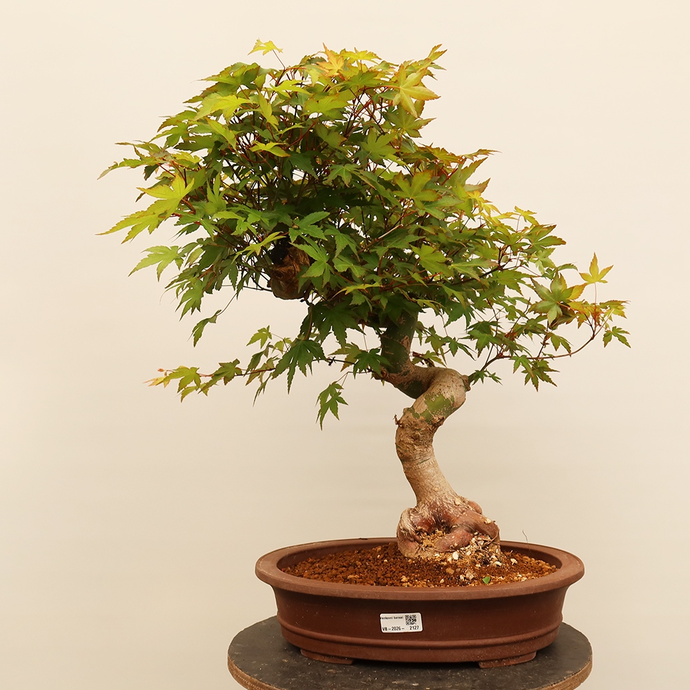 Venkovní bonsai - Javor palmatum  - Javor dlanitolistý
