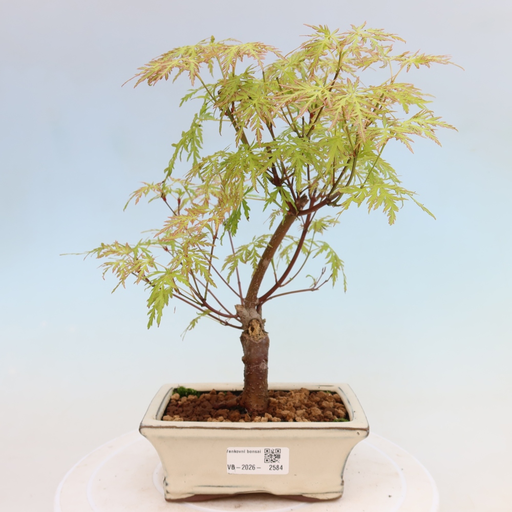Venkovní bonsai - Acer palmatum Dissectum - Javor dlanitolistý 
