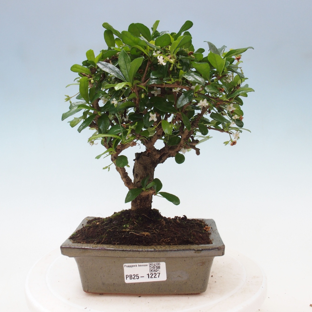 Pokojová bonsai - Carmona macrophylla - Čaj fuki
