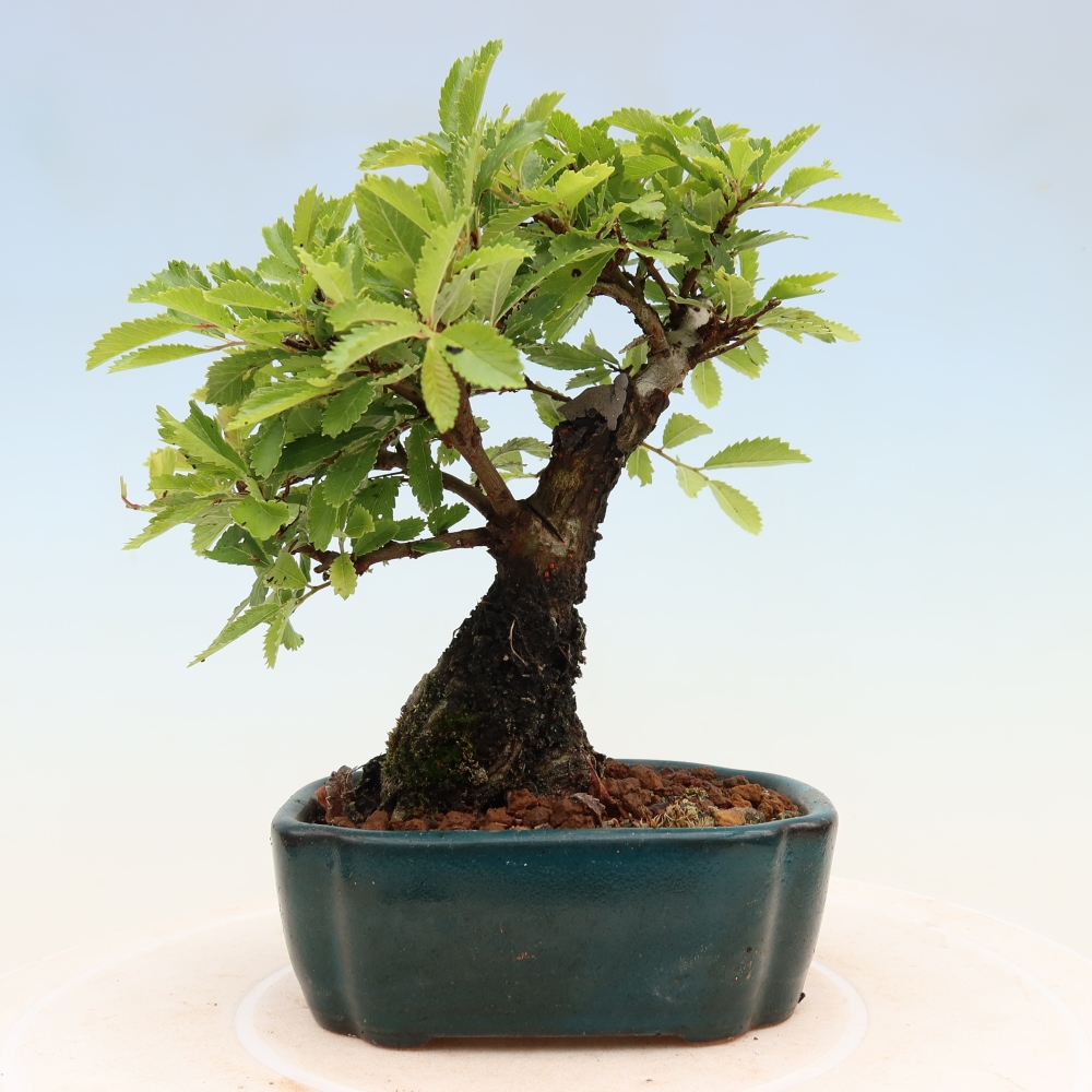 Venkovní bonsai - Zelkova - Zelkova NIRE
