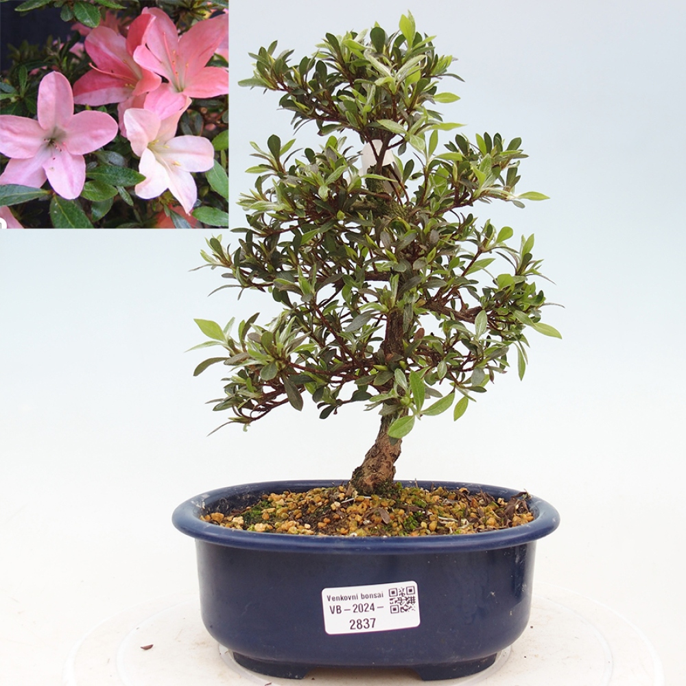 Venkovní bonsai - Japonská azalka - Azalea Nikko