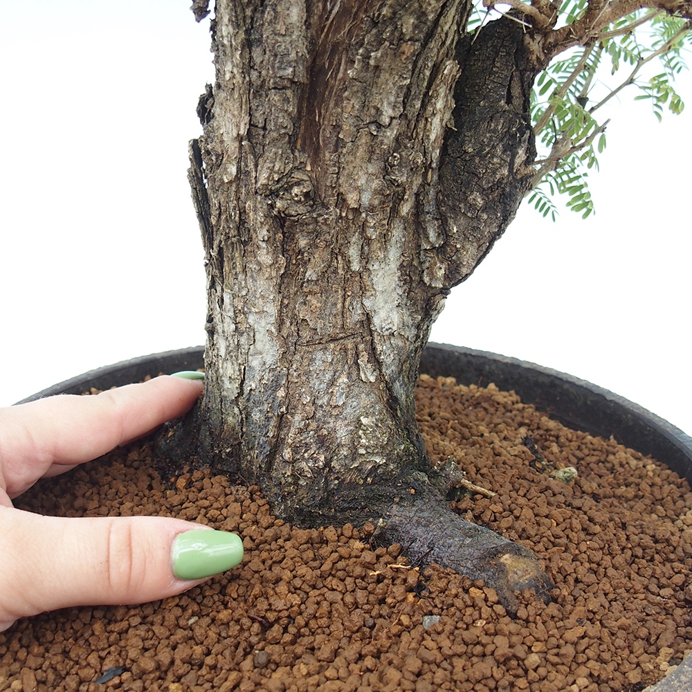 Pokojová bonsai - Akacia Arabica