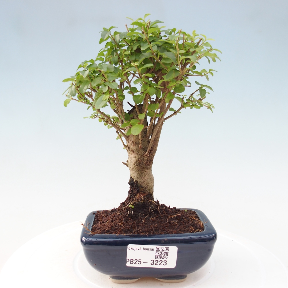 Pokojová bonsai -Ligustrum chinensis - Ptačí zob