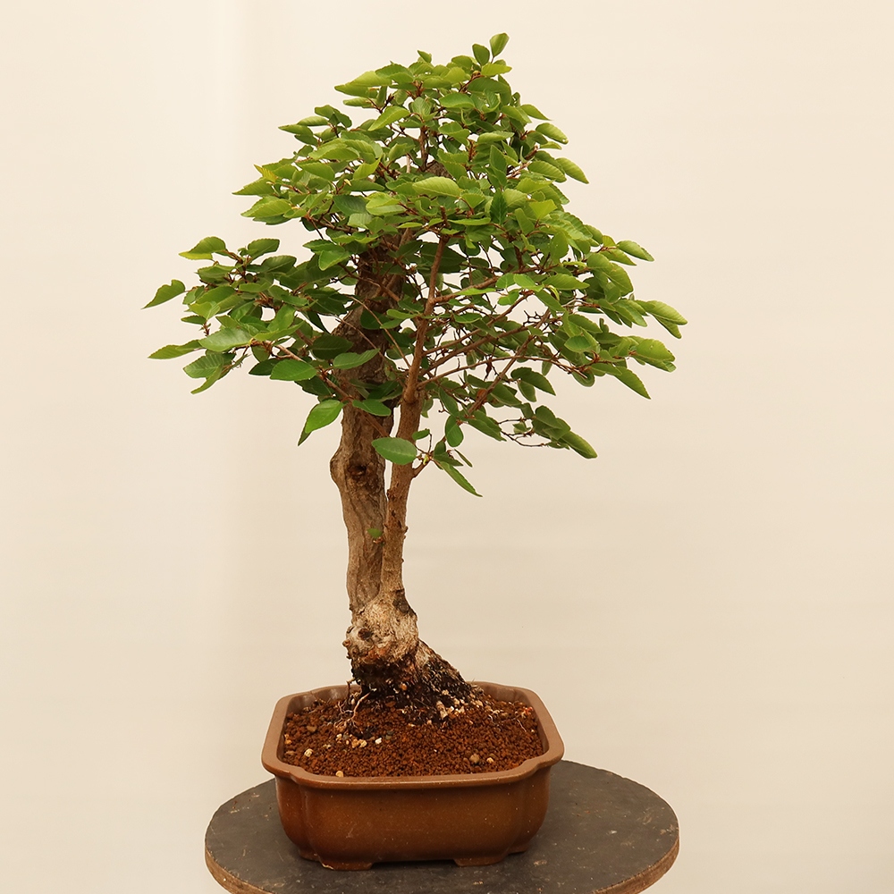 Venkovní bonsai -Carpinus Coreana - Habr korejský