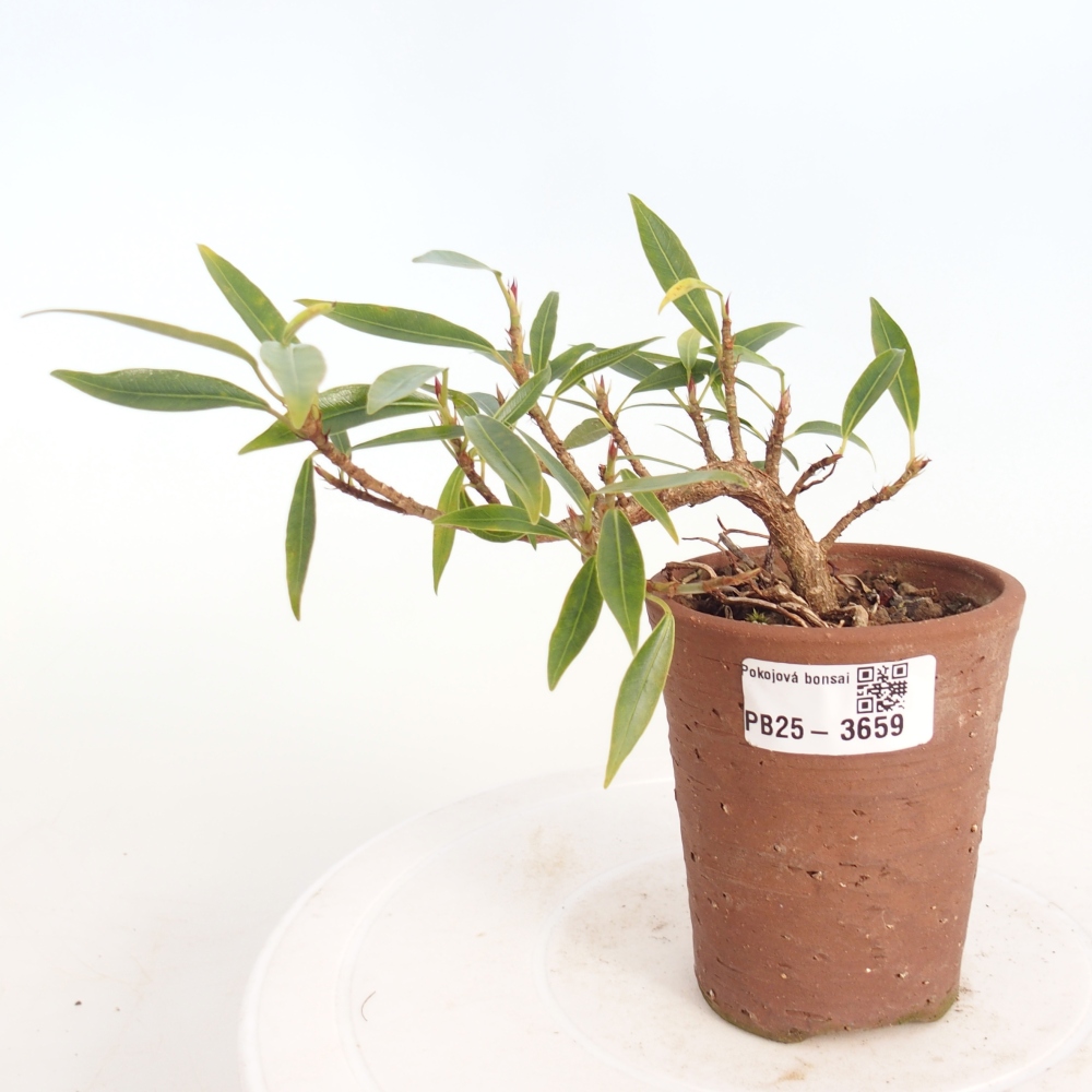 Pokojová bonsai - Ficus nerifolia -  malolistý fíkus