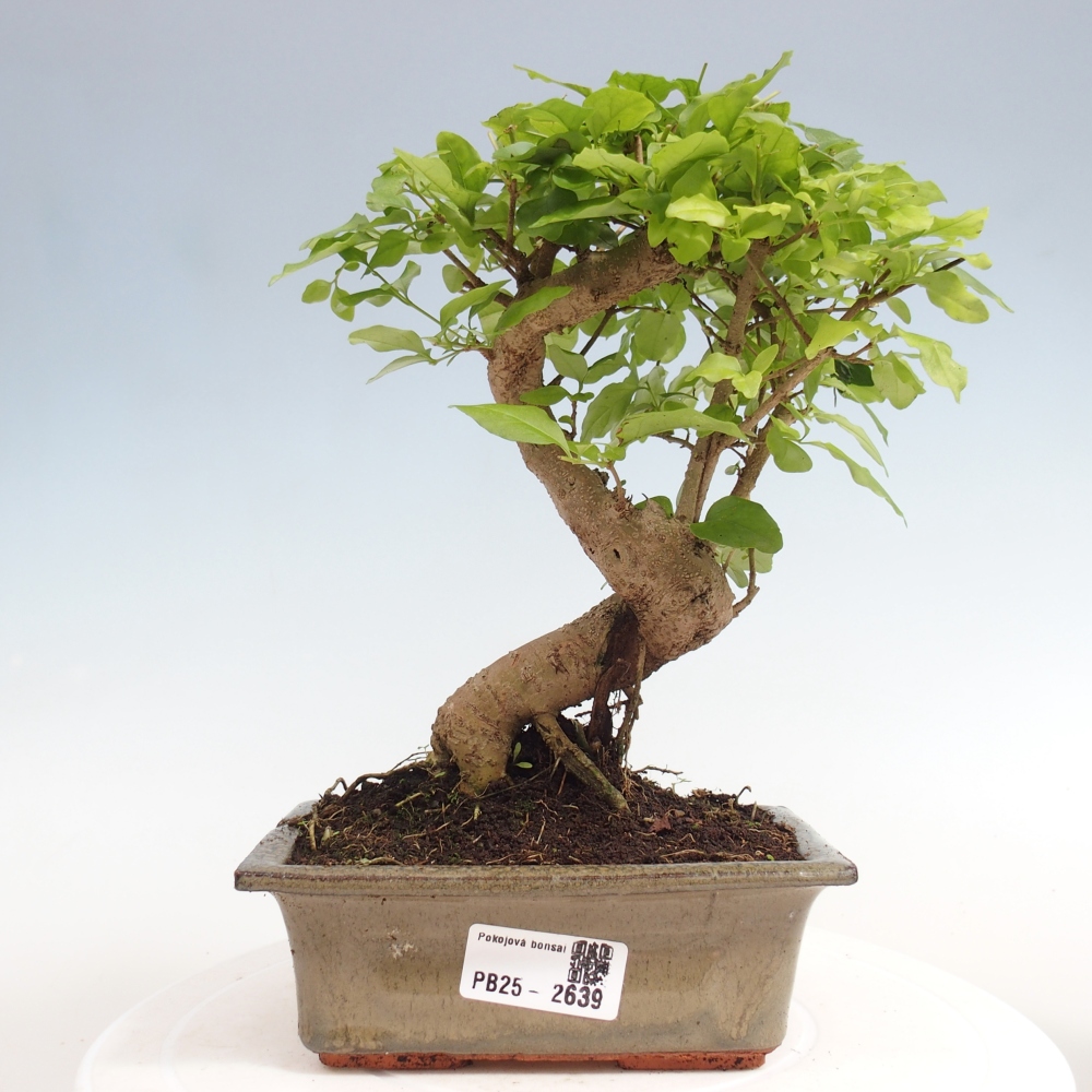 Pokojová bonsai -Ligustrum chinensis - Ptačí zob