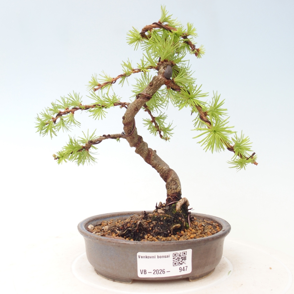 Venkovní bonsai - Larix Kaempferi - Modřín japonský