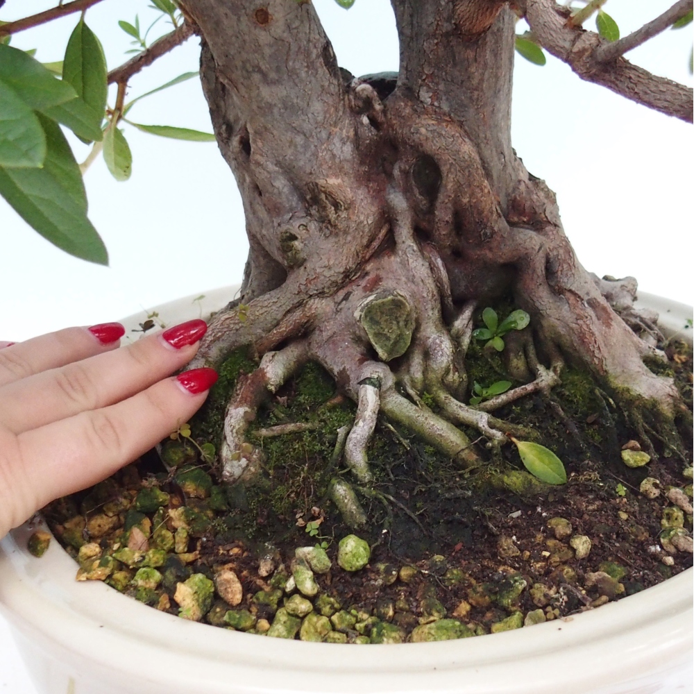 Pokojová bonsai - Rhododendron simsii -  Pěnišník