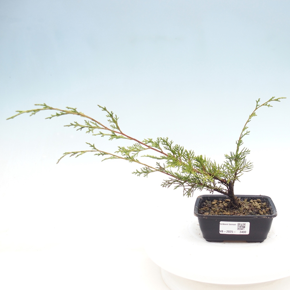 Venkovní bonsai - Juniperus chinensis Itoigawa -Jalovec čínský