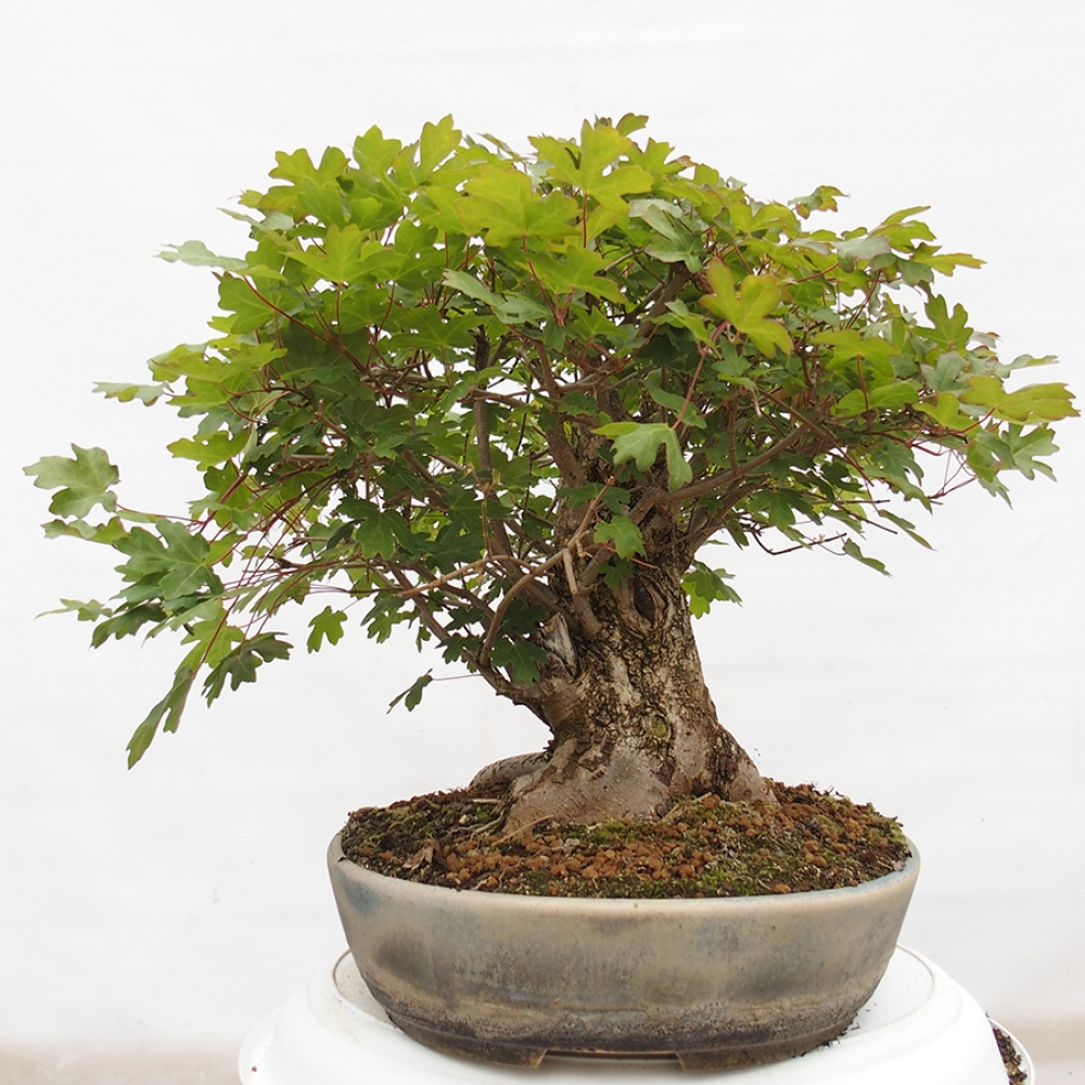 Venkovní bonsai -Javor babyka - Acer campestre