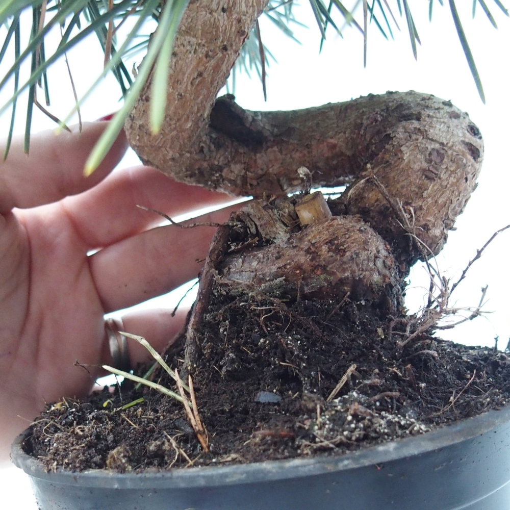 Venkovní bonsai - Pinus thunbergii senjyumaru - Borovice thunbergova