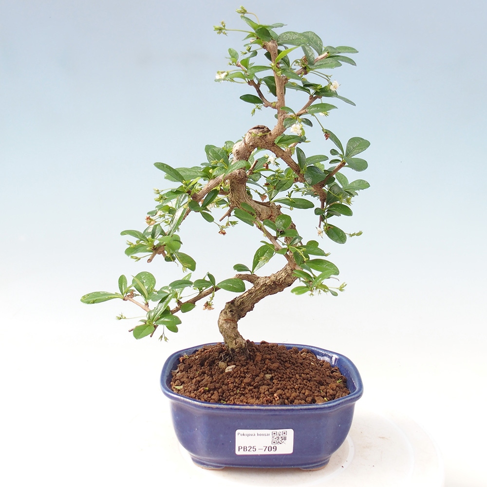 Pokojová bonsai - Carmona macrophylla - Čaj fuki