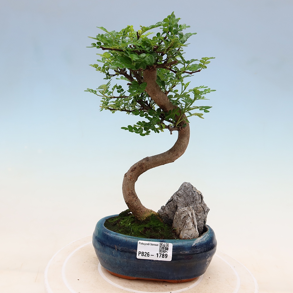 Pokojová bonsai - Zantoxylum piperitum - Pepřovník