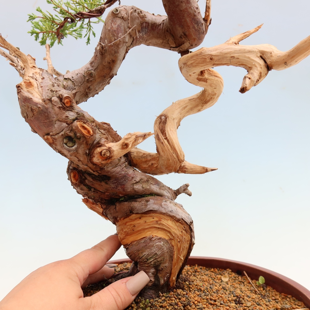 Venkovní bonsai - Juniperus chinensis Itoigawa-Jalovec čínský