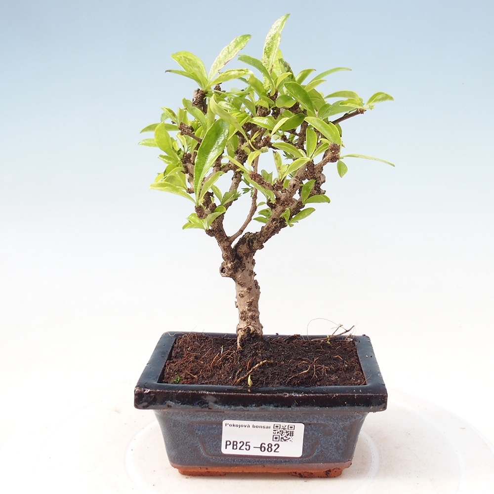 Pokojová bonsai - Carmona macrophylla - Čaj fuki